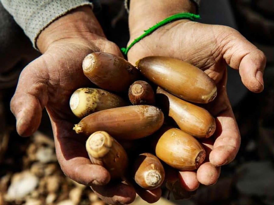 بلوط مازو ابریشمی خوراکی جنگلی